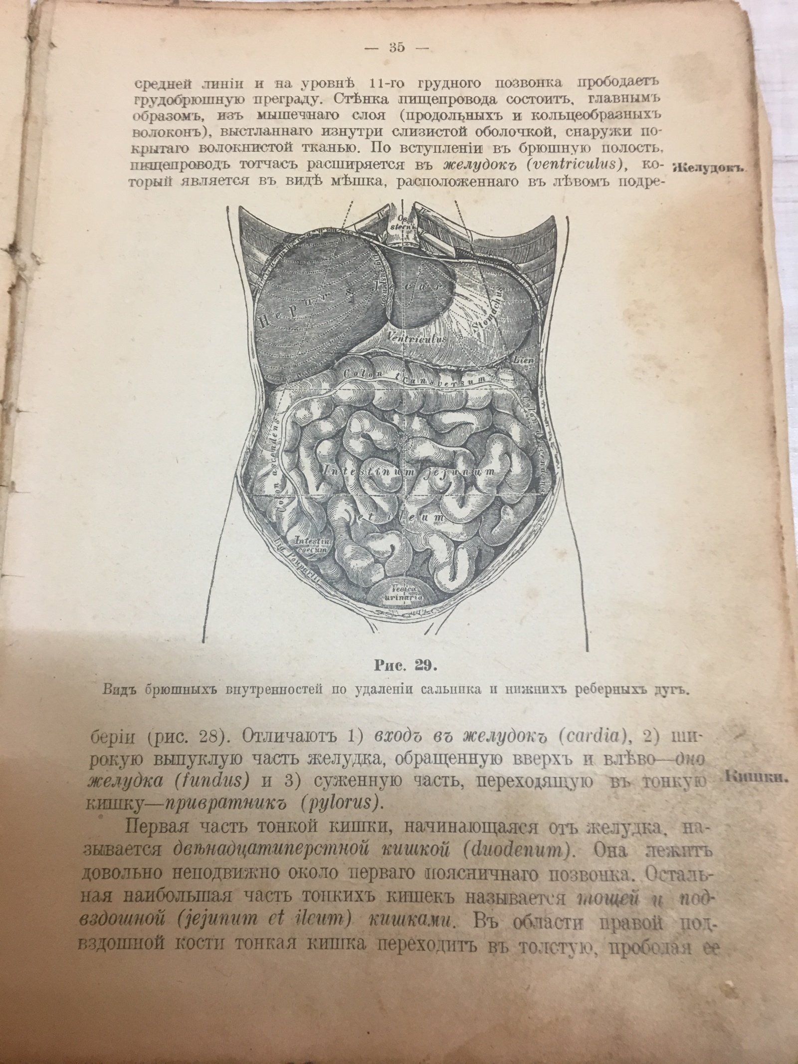 Old book. Leadership of company paramedics. Anatomy and Physiology - My, Books, Old books, The medicine, Longpost