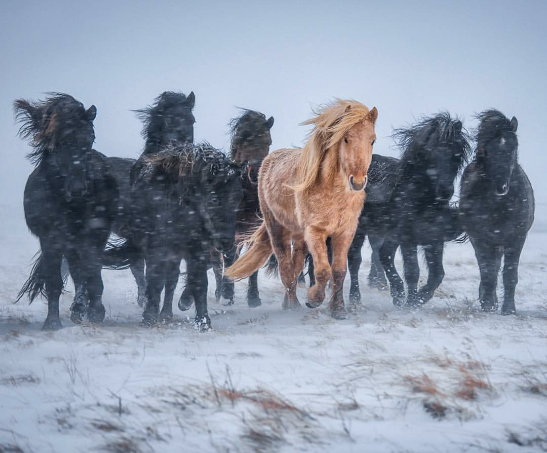 Handsome men - Handsome men, Horses, Herd, The photo, Horses