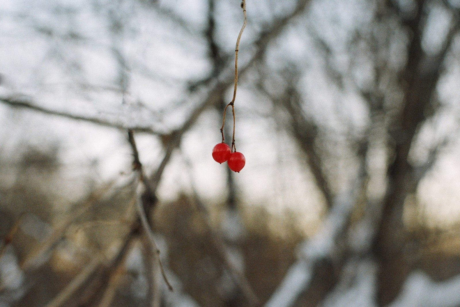 A series of shots in the winter forest - My, Winter, Film, Siberia, Walk, Krasnoyarsk region, Longpost