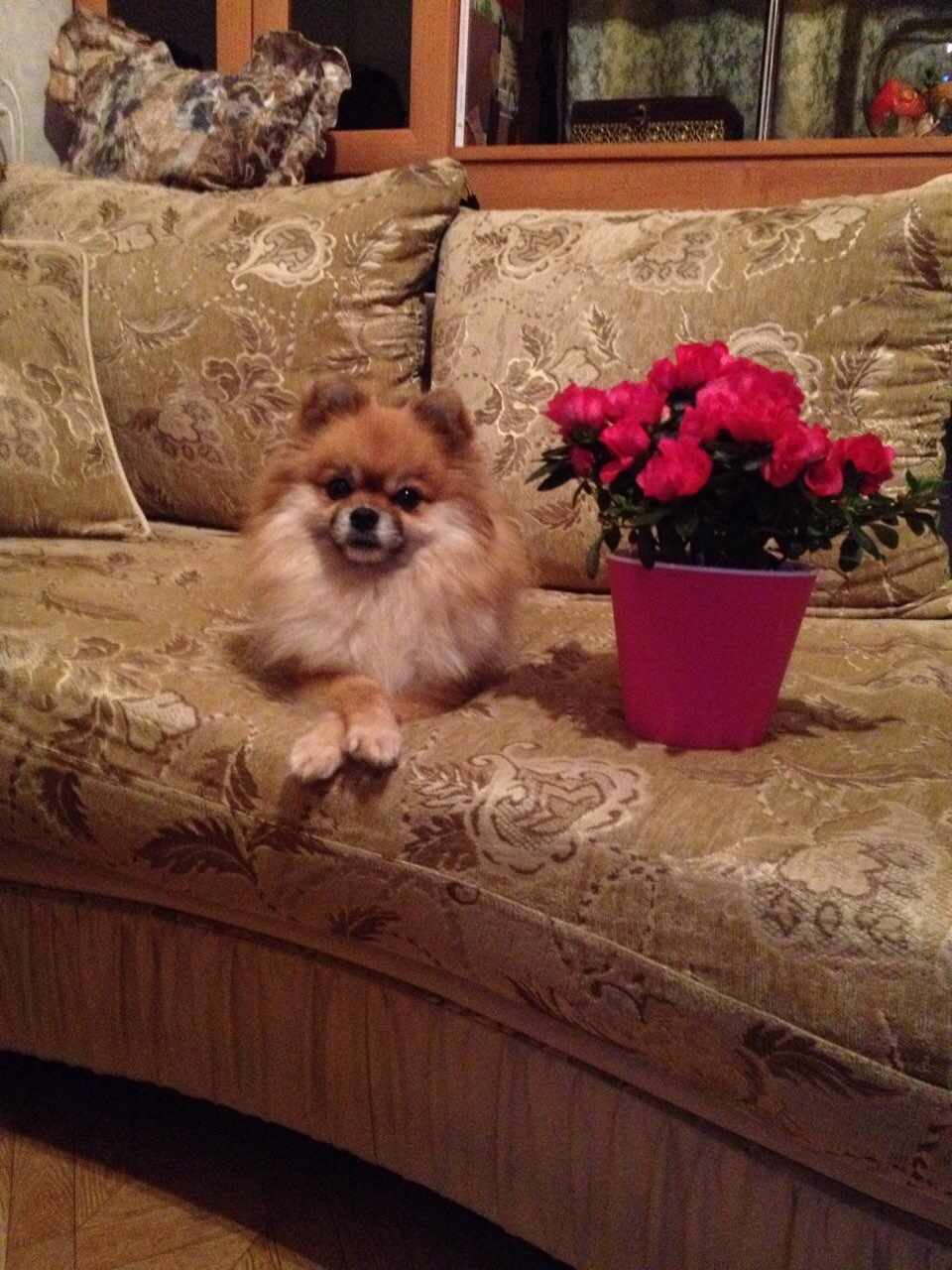 Happy March 8th dog congratulations - My, Dog, Spitz, Pomeranian, March 8, Congratulation