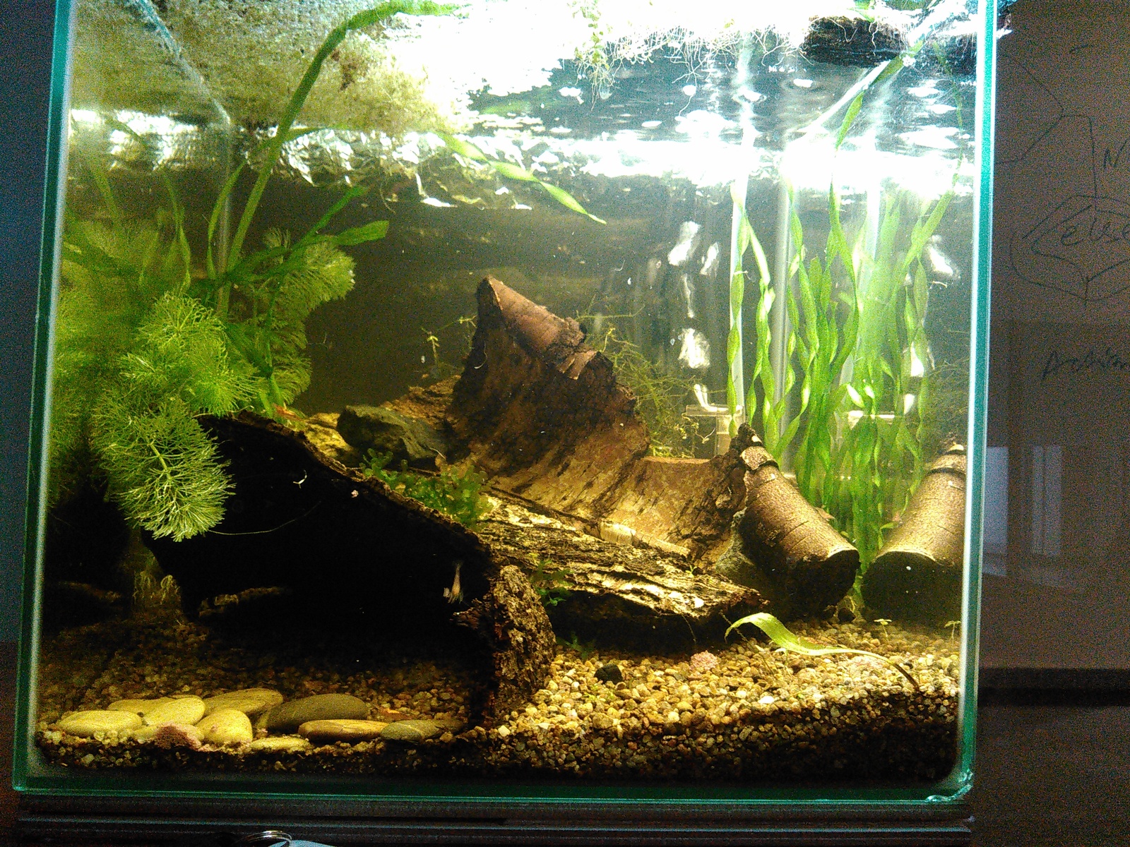 My shrimp farmer: how it all started or can I create a sustainable ecosystem? - My, Aquarium, Aquarium shrimp, Nanoaquarium, Especially for Peekaboo, Video, Longpost