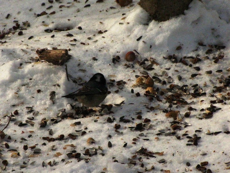 Birds of the Lyublino region - My, Birds, The photo, My, Longpost, Bird watching, 