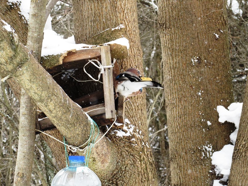 Birds of the Lyublino region - My, Birds, The photo, My, Longpost, Bird watching, 