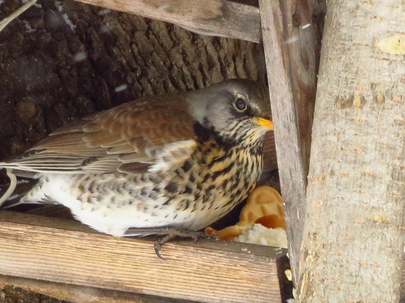 Birds of the Lyublino region - My, Birds, The photo, My, Longpost, Bird watching, 