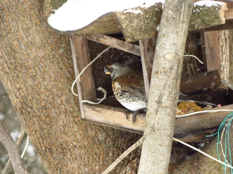 Birds of the Lyublino region - My, Birds, The photo, My, Longpost, Bird watching, 