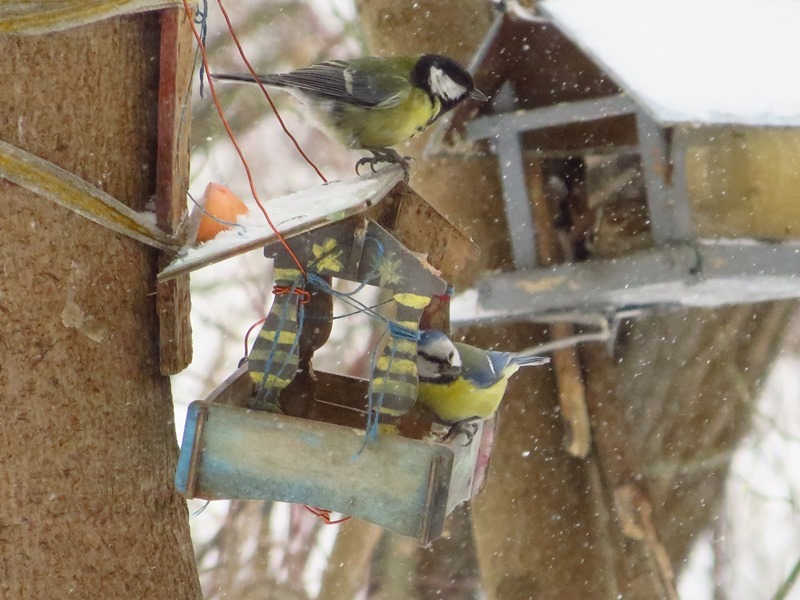 Birds of the Lyublino region - My, Birds, The photo, My, Longpost, Bird watching, 