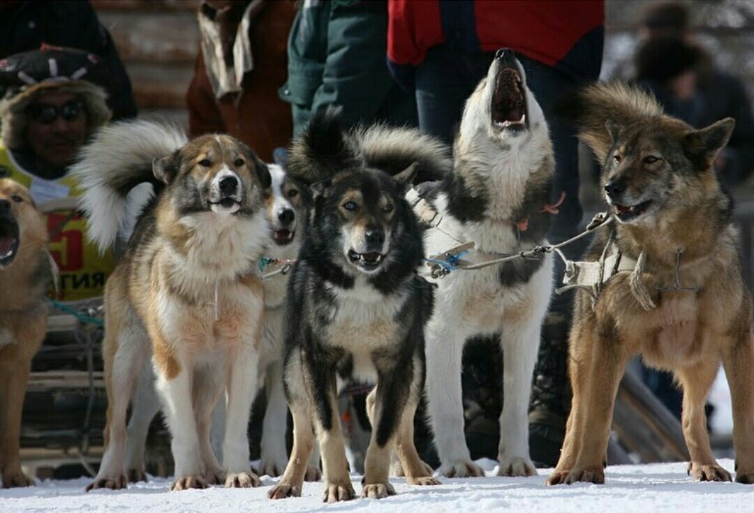 Beringia 2018. For the Guinness record. Start. - Husky, Kamchatka, The race, Dog sled, Beringia, Start, Guinness Book of Records, Longpost