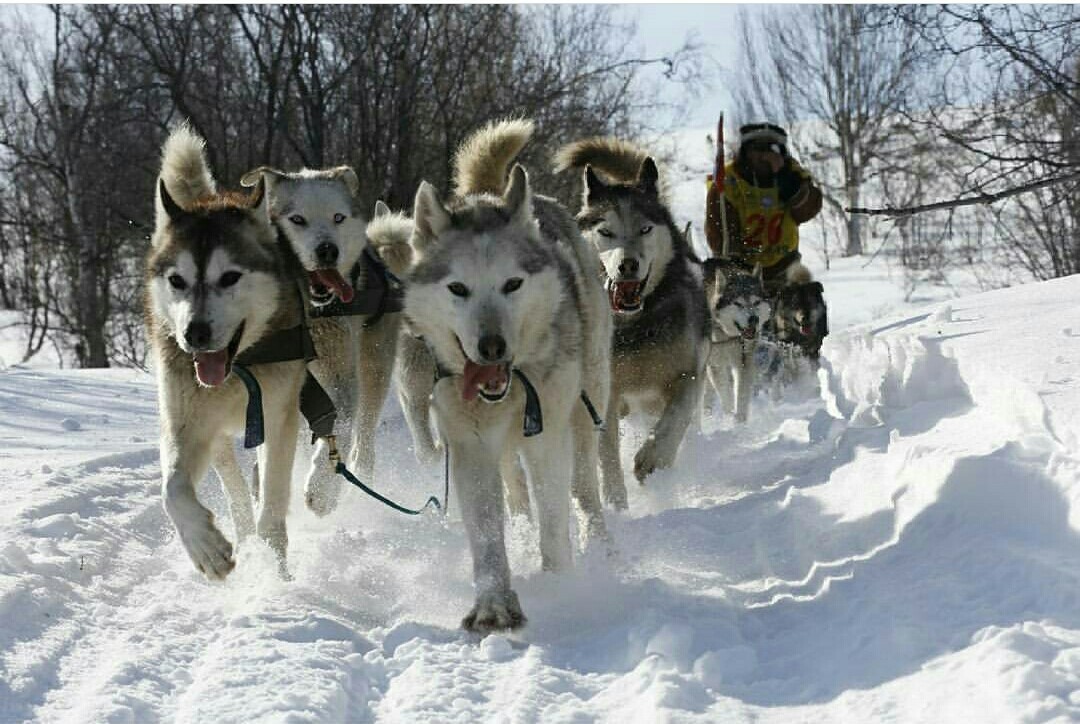 Beringia 2018. For the Guinness record. Start. - Husky, Kamchatka, The race, Dog sled, Beringia, Start, Guinness Book of Records, Longpost