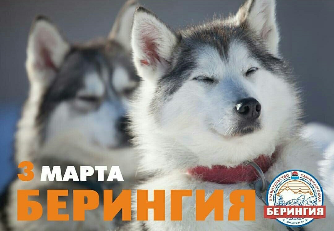 Beringia 2018. For the Guinness record. Start. - Husky, Kamchatka, The race, Dog sled, Beringia, Start, Guinness Book of Records, Longpost