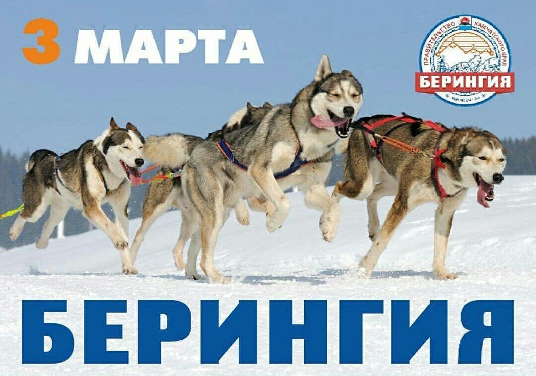 Beringia 2018. For the Guinness record. Start. - Husky, Kamchatka, The race, Dog sled, Beringia, Start, Guinness Book of Records, Longpost