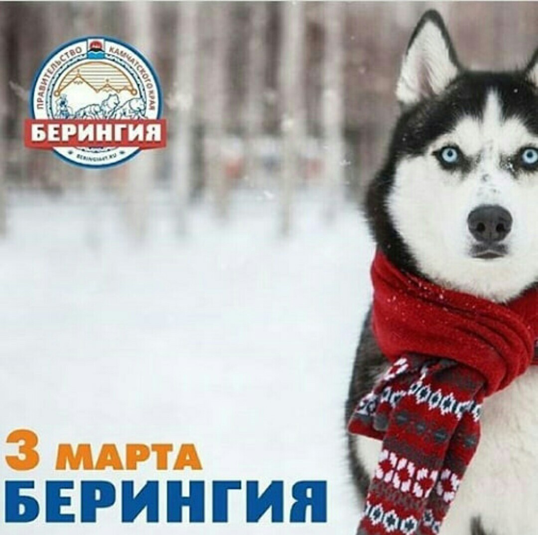 Beringia 2018. For the Guinness record. Start. - Husky, Kamchatka, The race, Dog sled, Beringia, Start, Guinness Book of Records, Longpost