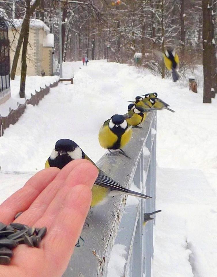 In queue! - Birds, Tit, Seeds, The photo