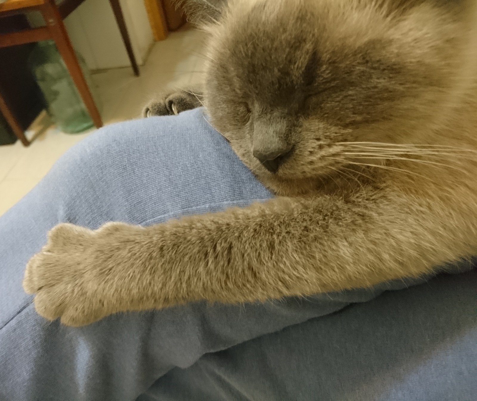 How does my cat sleep? - My, Thai cat, Dream, Longpost, cat, The photo