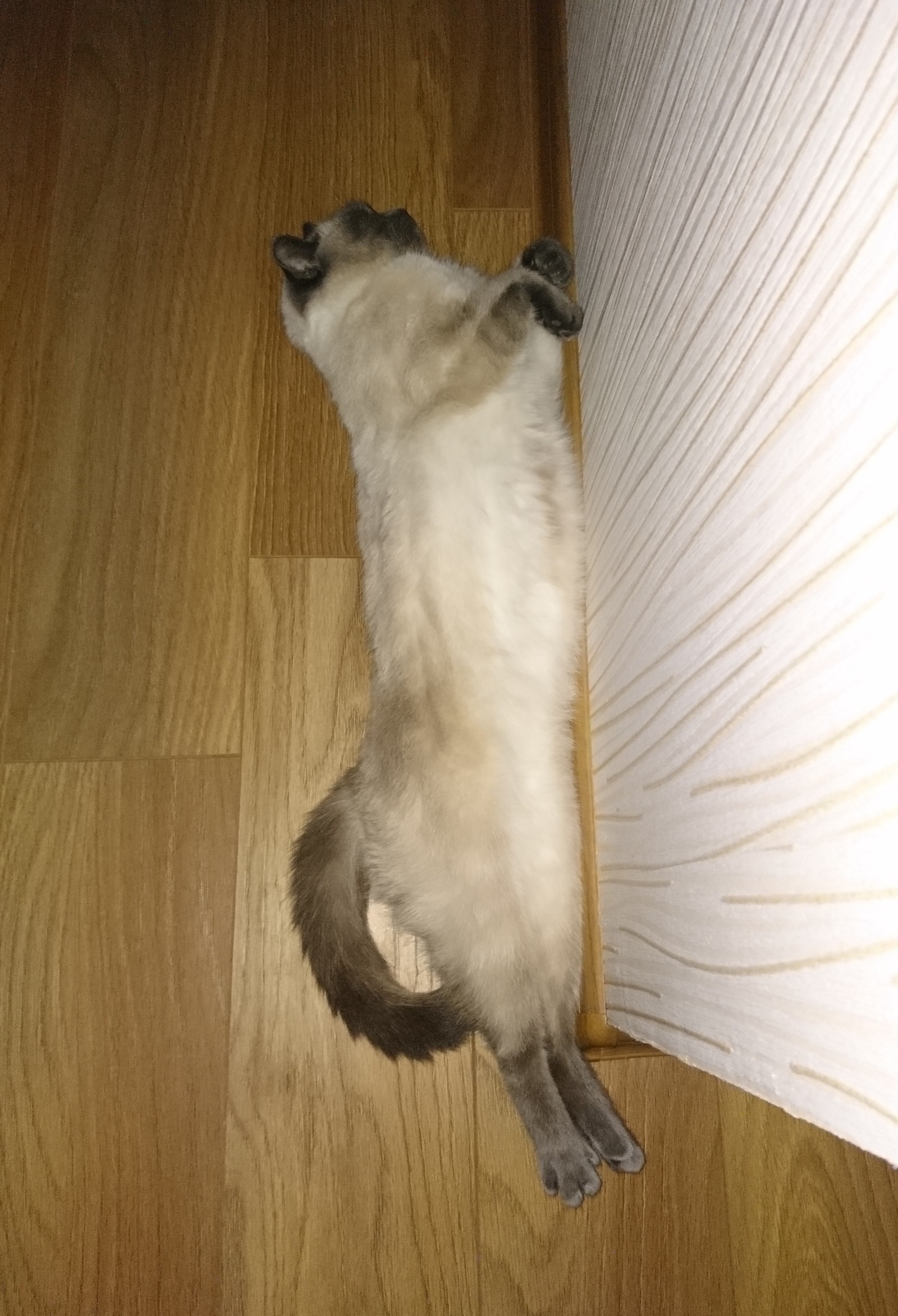 How does my cat sleep? - My, Thai cat, Dream, Longpost, cat, The photo