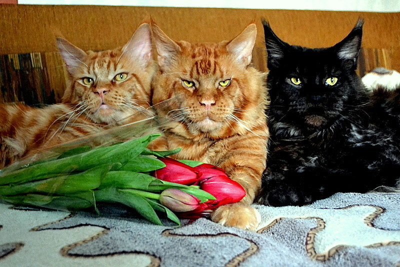 Ready for spring! - cat, Maine Coon, Pet, Longpost, Pets