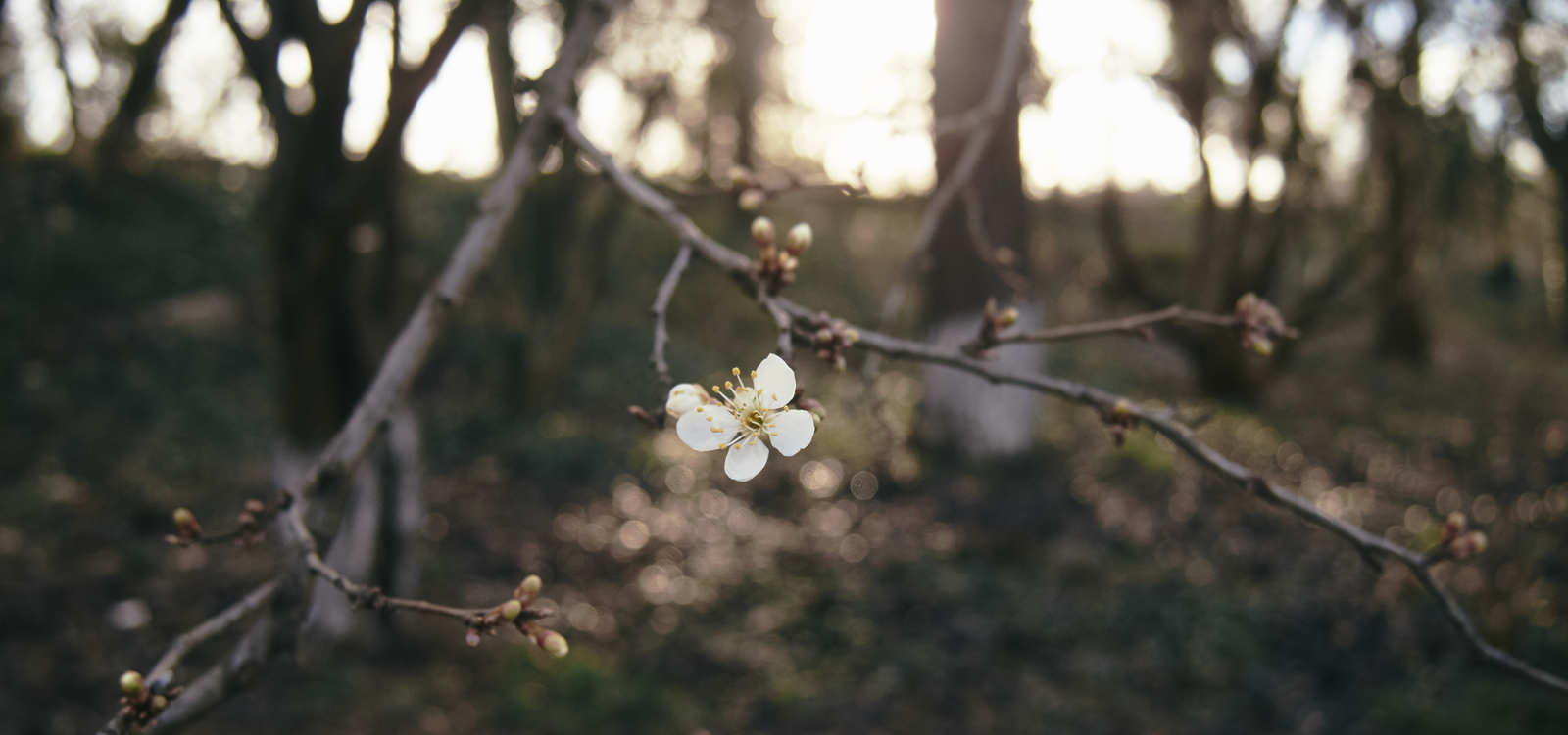 Spring! - My, Flowers, Simferopol, Tree, The photo