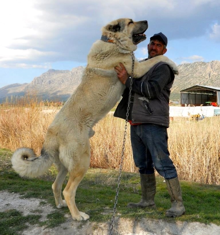 Darling, where have you been? - Work, Dog, Students, Freelance, Clients, Tutor