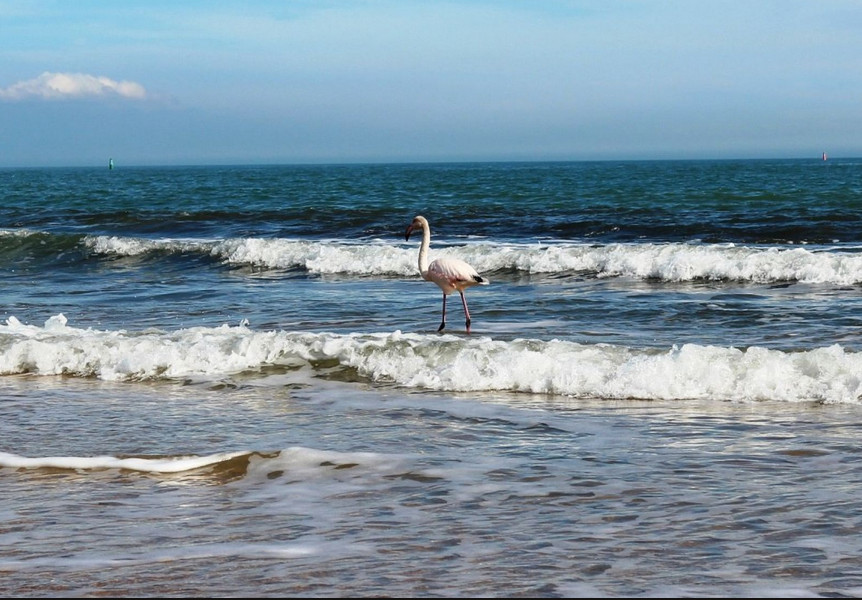 A new resident on the coast of Feodosia - Crimea, Feodosia, Flamingo, Longpost, The photo