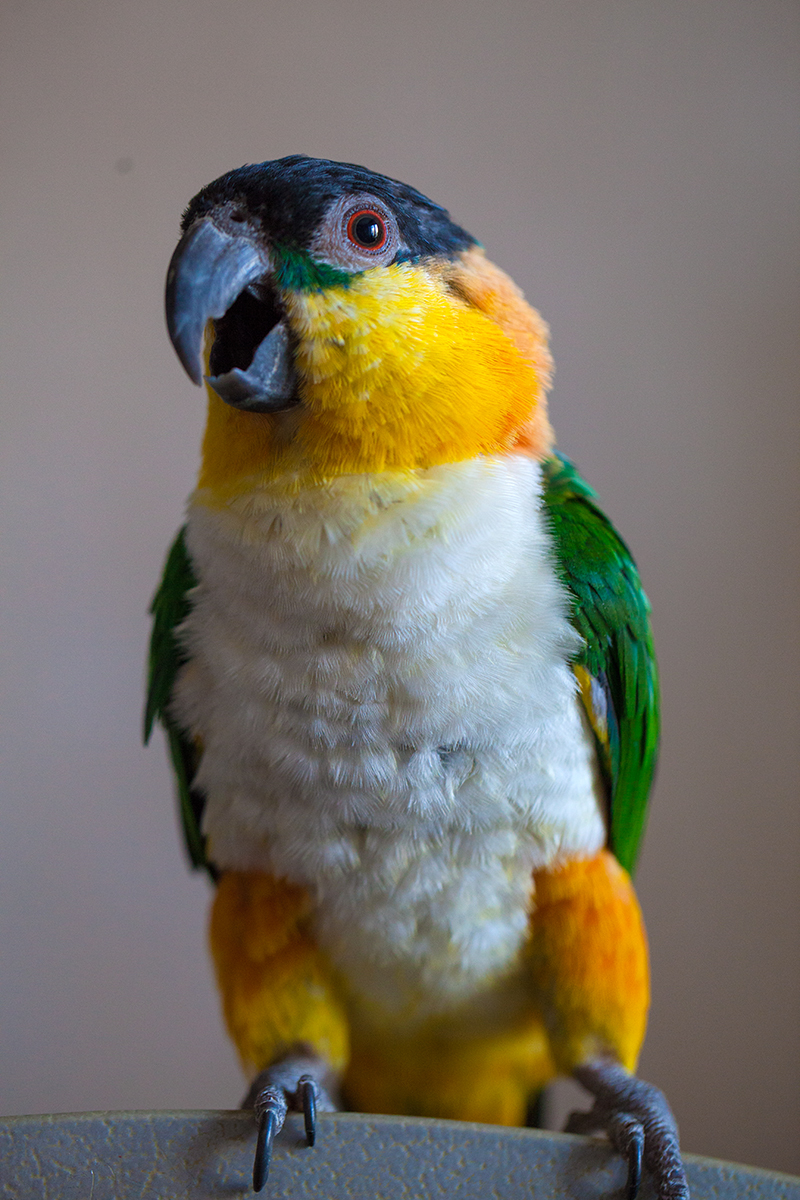 caik-parrot chanter - My, Caik, A parrot, Birds, The photo