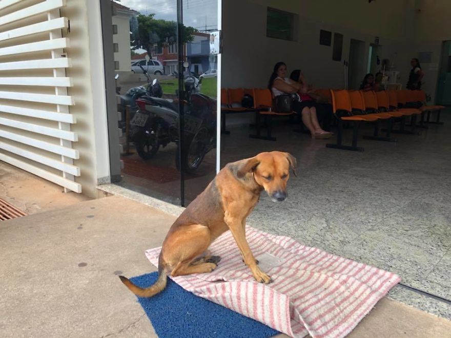 What is devotion? - Dog, Devotion, Brazil, Homeless, Sadness, Longpost, Not mine