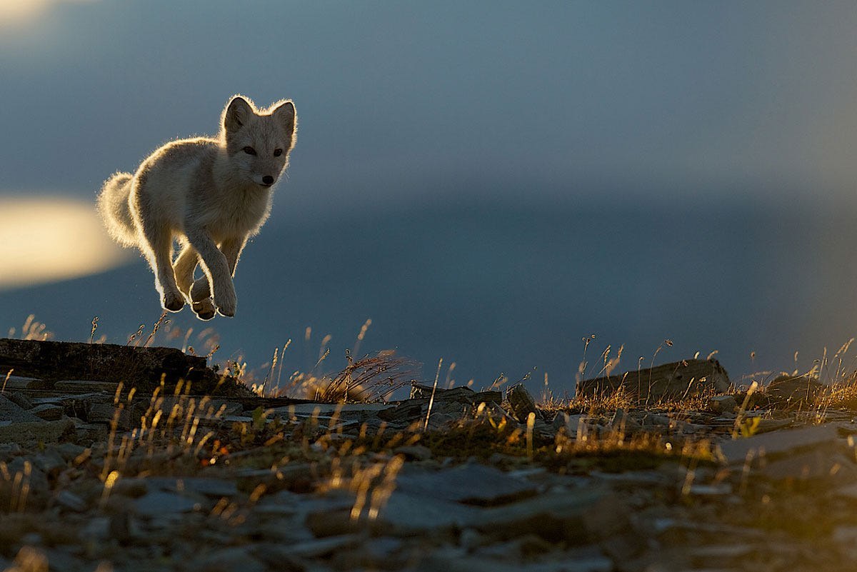 Levitation lvl 80 - Fox, Fyr, Animals, Lucky shot, Lucky moment