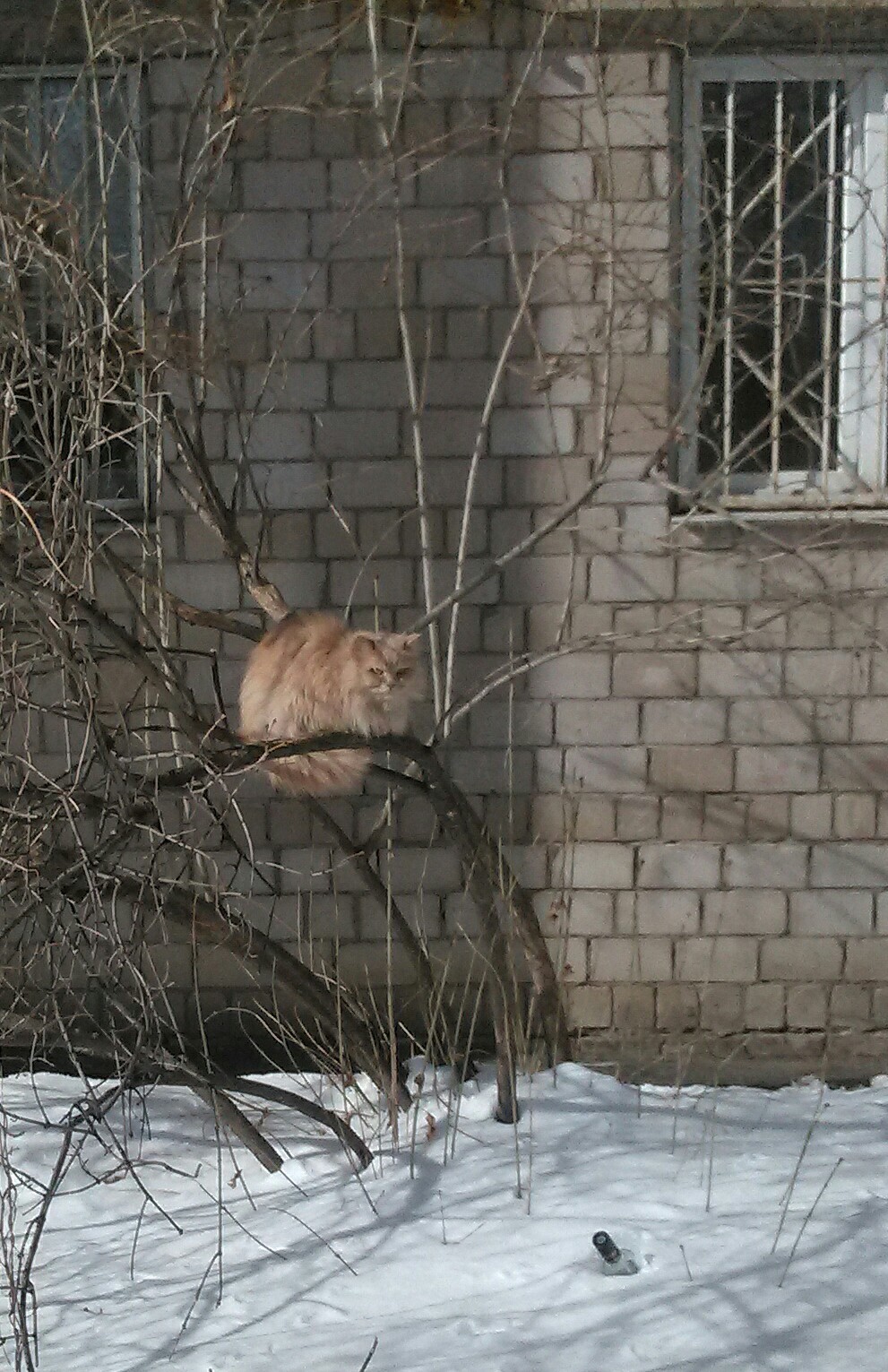 Kotoptits. - Ufa, Sipaylovo, Not mine, Spring, cat