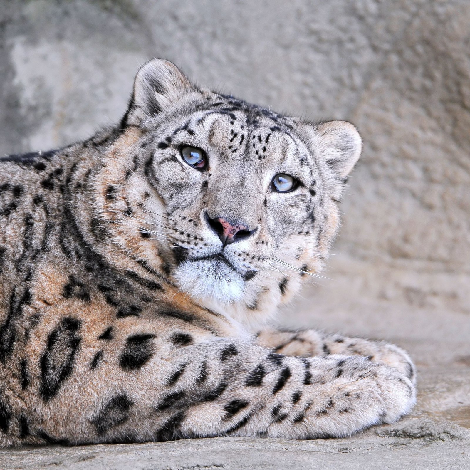 I am a leopard - Leopard, Animals, Snow Leopard, The photo