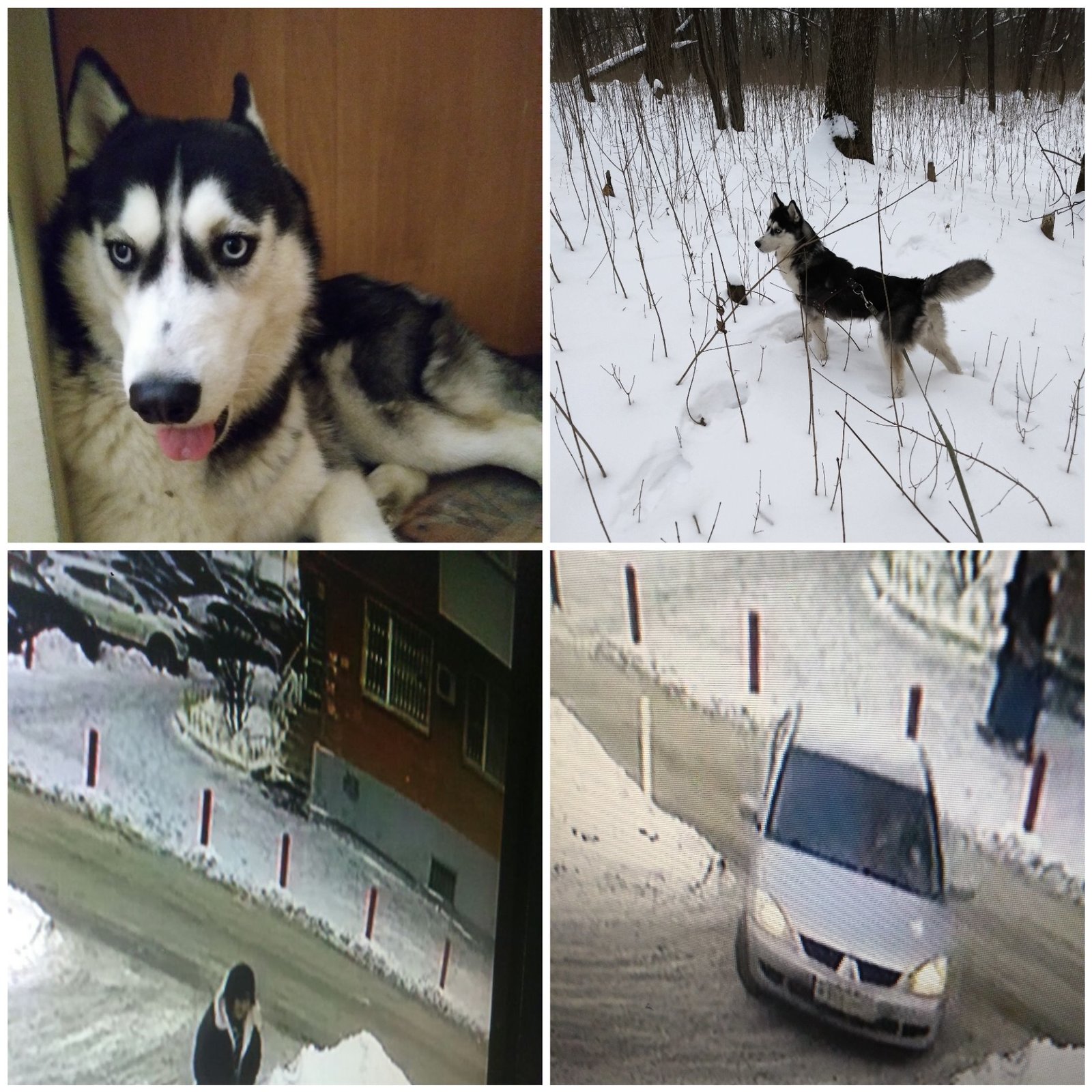 Help find a friend! - My, The dog is missing, Siberian Husky, No rating, Dog, Help, Search for animals, Rostov-on-Don