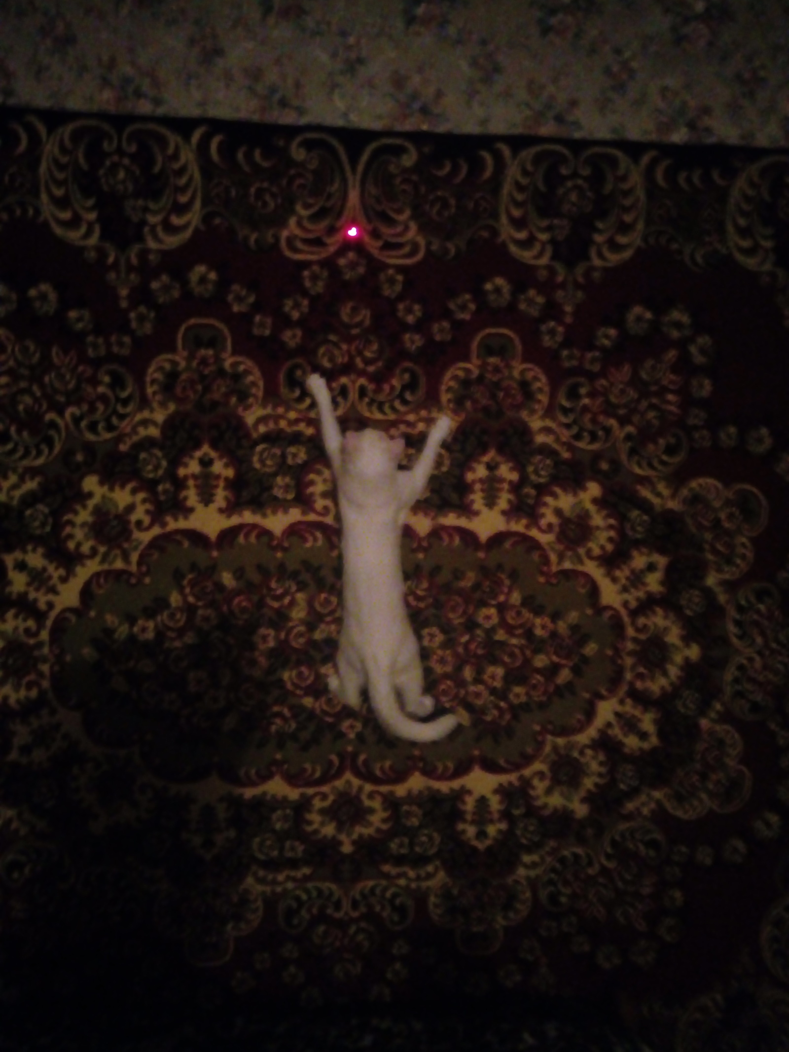 My little demon and favorite carpet) - My, Pets, cat, Carpet, Longpost