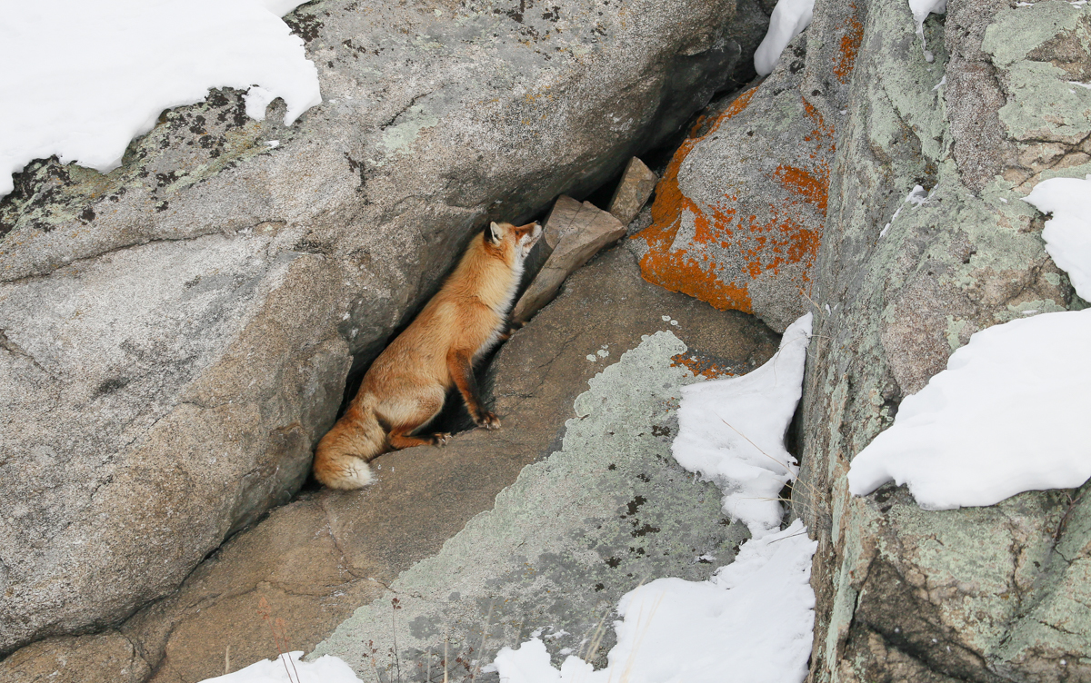 The Magic of Communication 1-2018. - Fox, Communication, Artur Murzakhanov, , Not mine, Longpost, Rock climbers