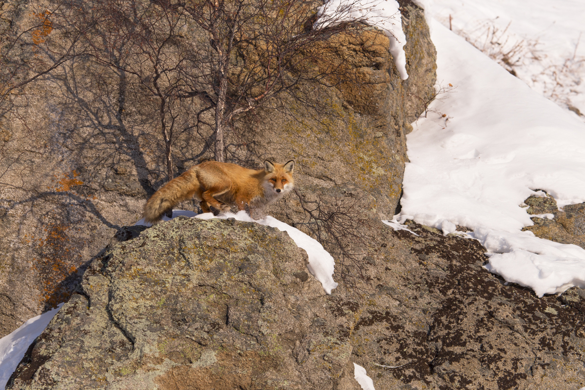 The Magic of Communication 1-2018. - Fox, Communication, Artur Murzakhanov, , Not mine, Longpost, Rock climbers