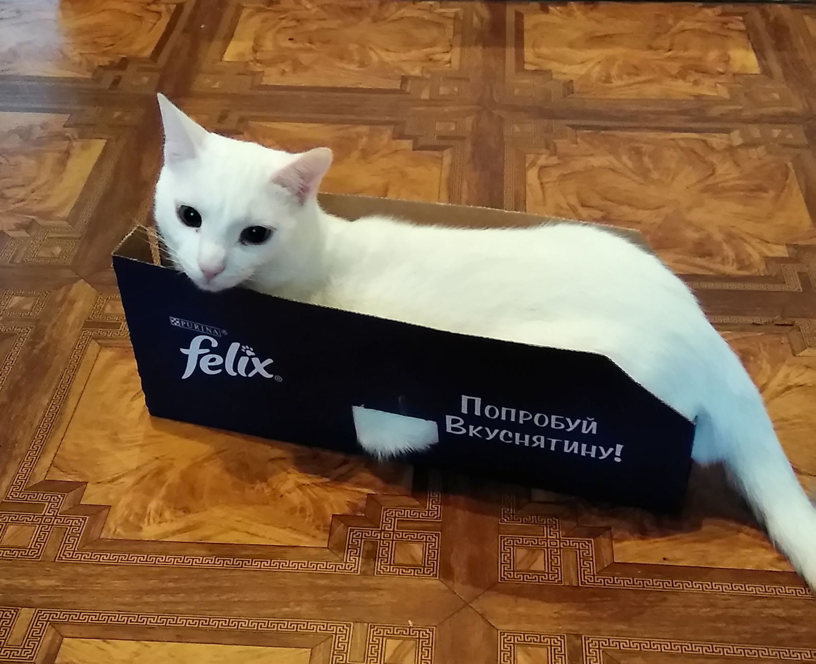 Котэ намекает... - Моё, Котомафия, Кот, Коробка, Felix