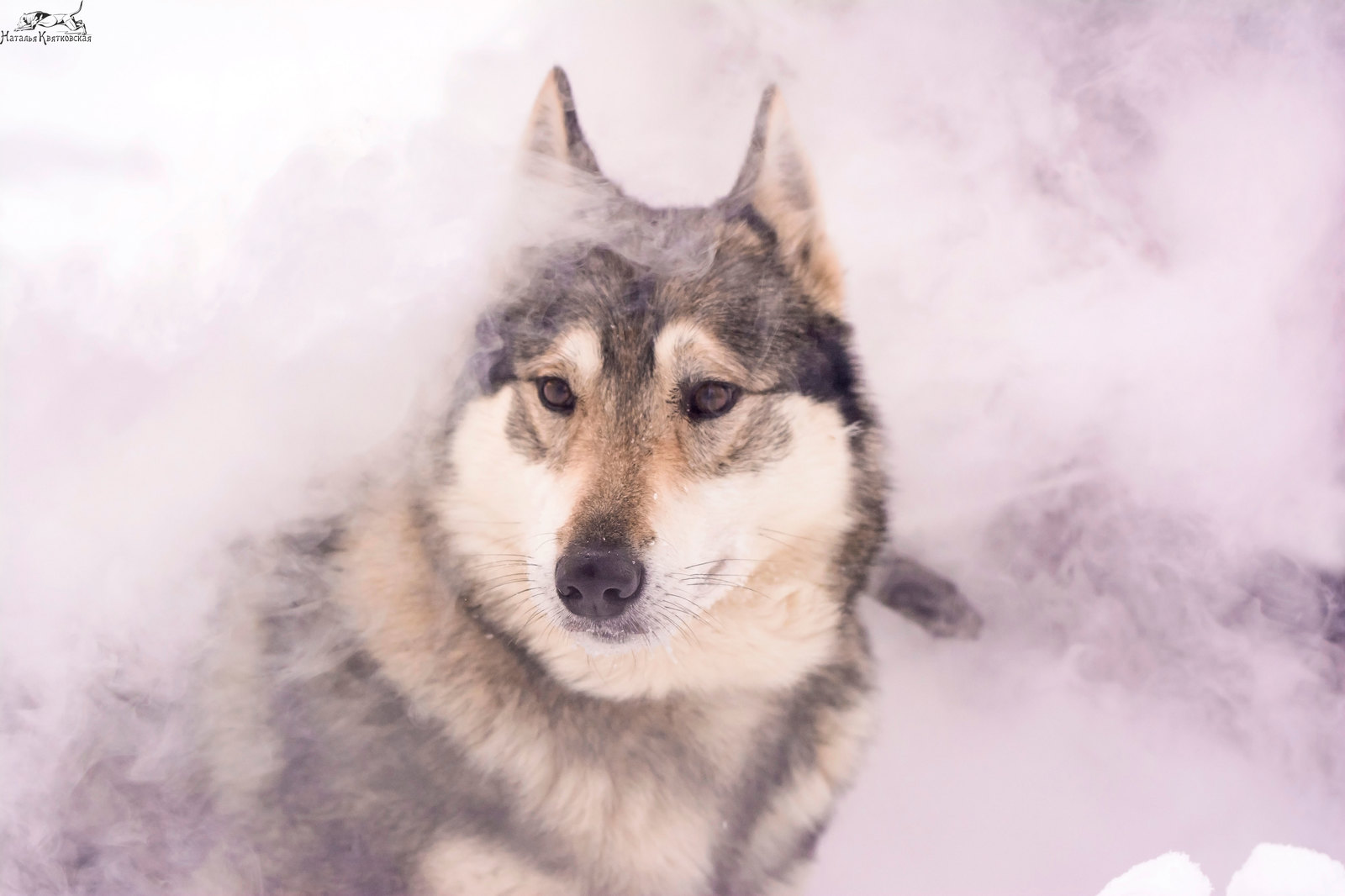 Western Sayan in its natural environment) - My, West Siberian Laika, Sheremetyevo Shelter, , Dog, Hunting dogs, Longpost