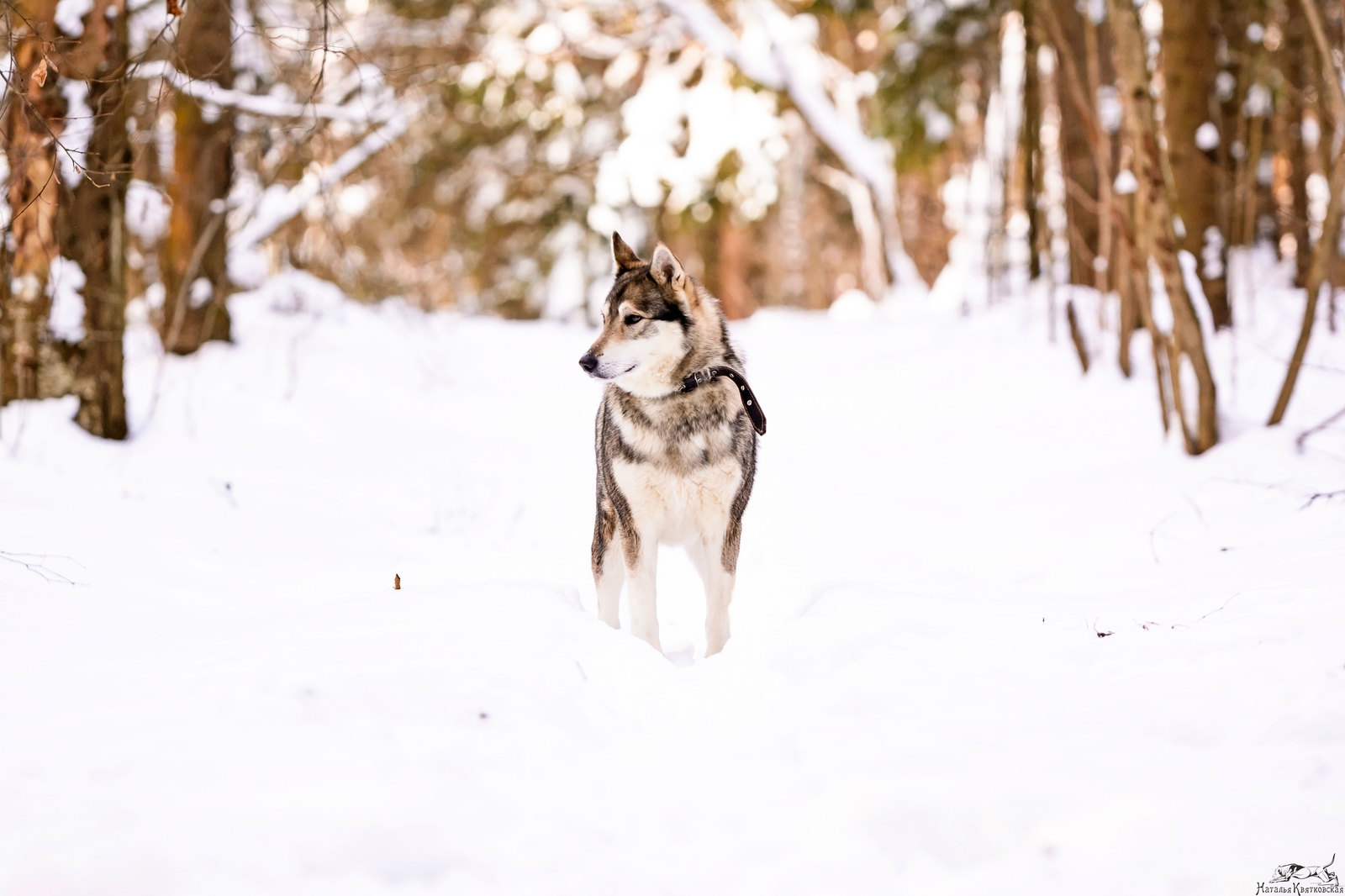 Western Sayan in its natural environment) - My, West Siberian Laika, Sheremetyevo Shelter, , Dog, Hunting dogs, Longpost