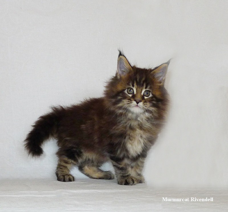 Maine Coons aged 0-45 days. - My, Maine Coon, cat, Catomafia, Kittens, Longpost