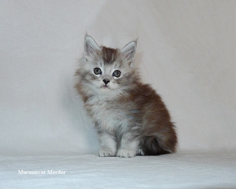 Maine Coons aged 0-45 days. - My, Maine Coon, cat, Catomafia, Kittens, Longpost