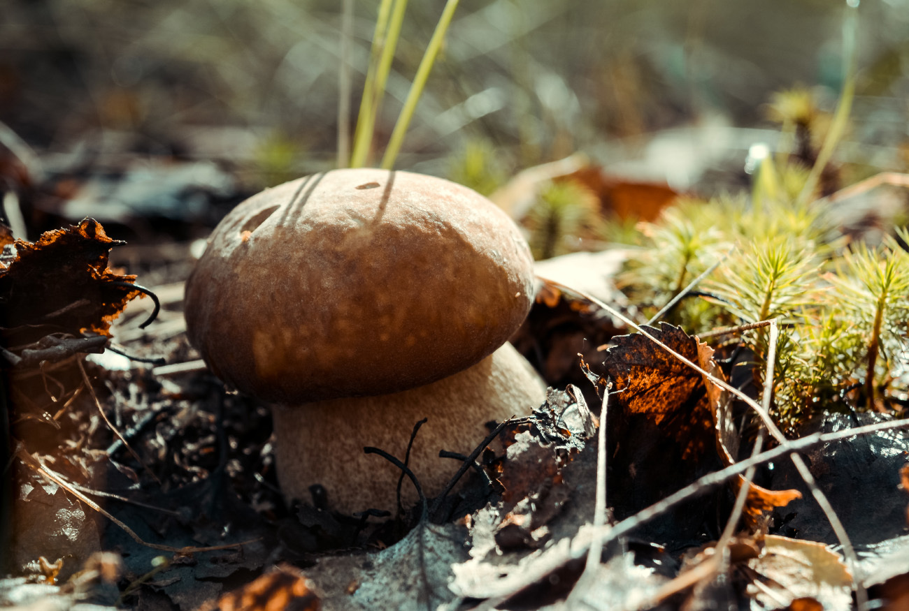 My random colorful selection - My, The photo, Landscape, Frost, Mushrooms, Nikon d5200, 18-55 kit, Longpost, Nature