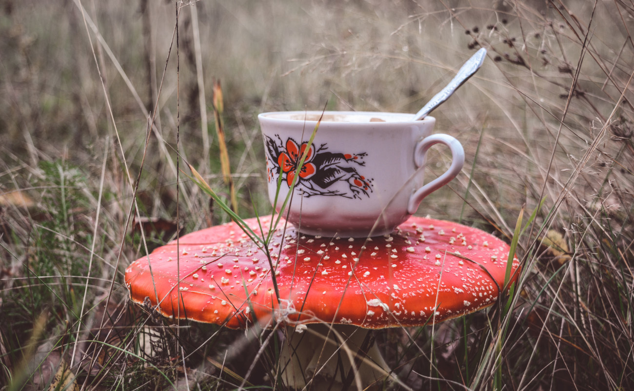 My random colorful selection - My, The photo, Landscape, Frost, Mushrooms, Nikon d5200, 18-55 kit, Longpost, Nature