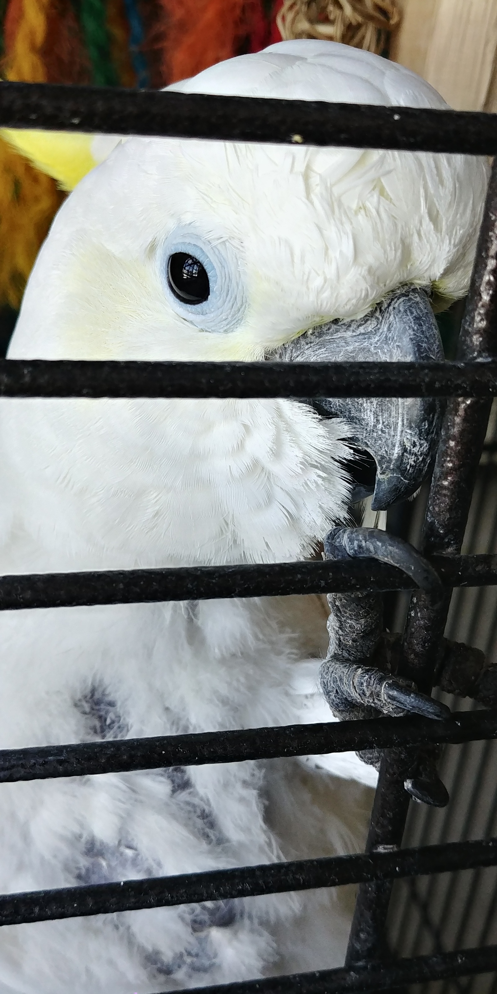 A few months ago, I volunteered at a parrot shelter. - My, A parrot, Birds, Cockatoo, Amazon parrot, Macaw parrots, Longpost