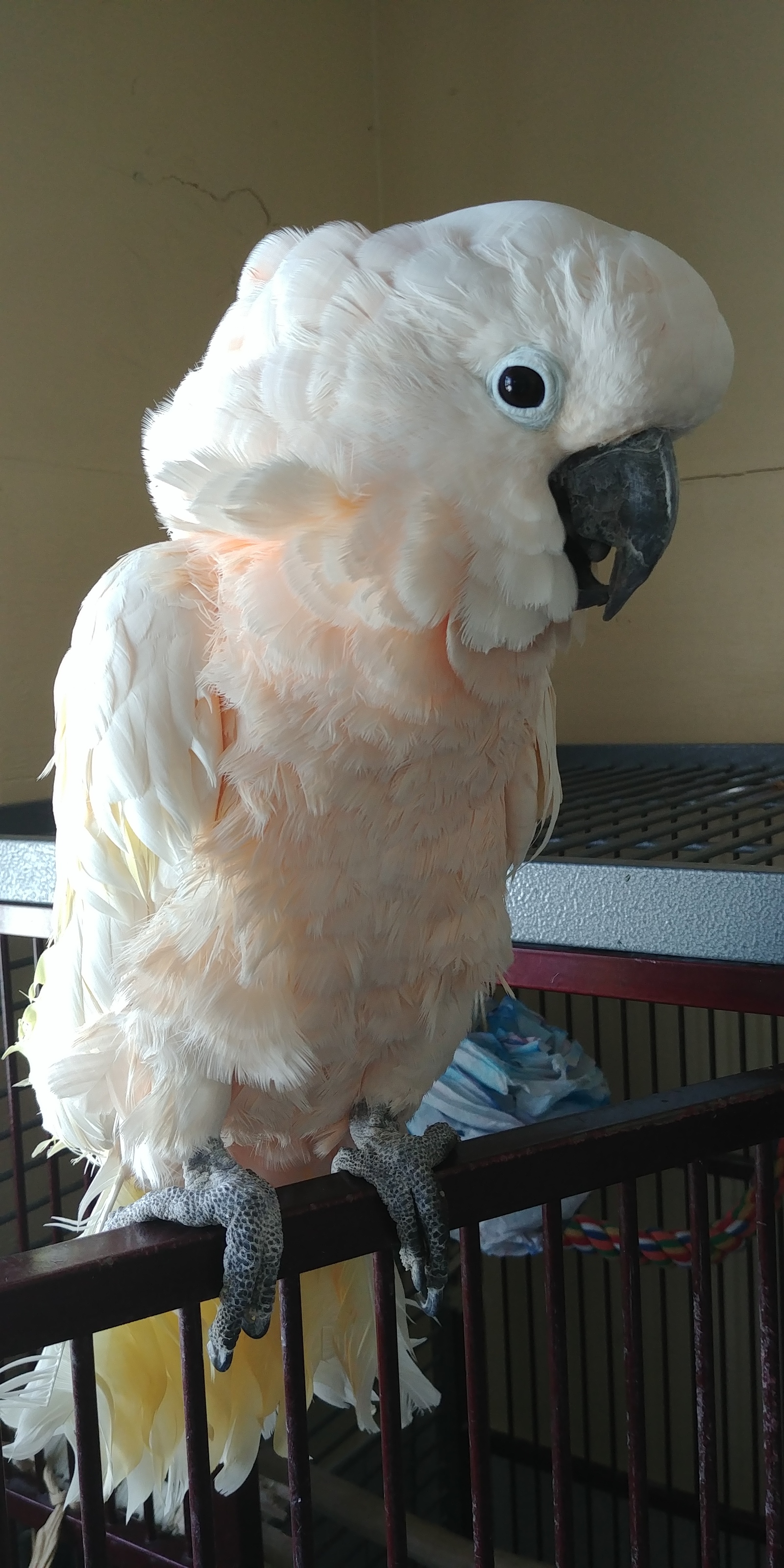 A few months ago, I volunteered at a parrot shelter. - My, A parrot, Birds, Cockatoo, Amazon parrot, Macaw parrots, Longpost