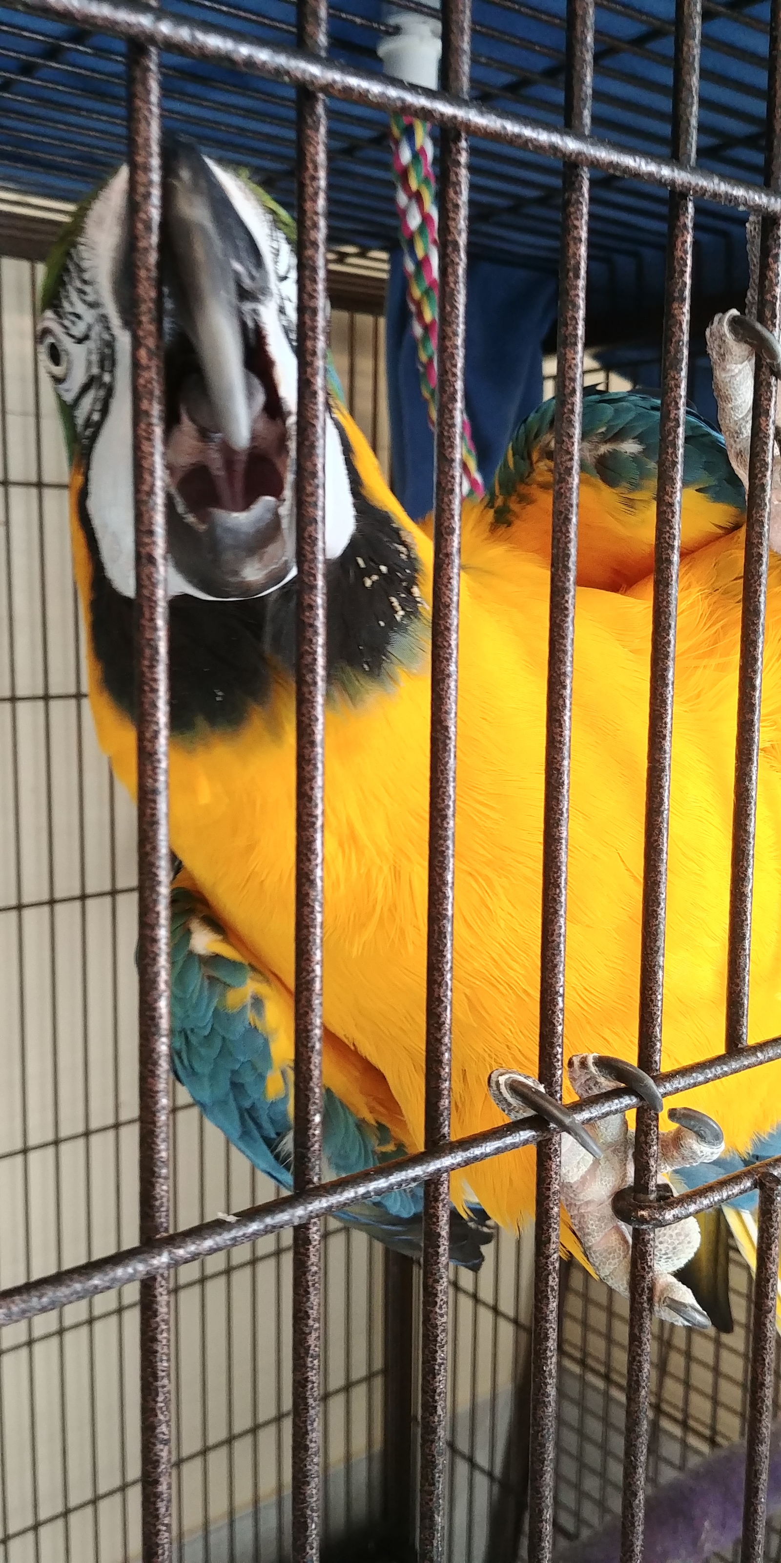 A few months ago, I volunteered at a parrot shelter. - My, A parrot, Birds, Cockatoo, Amazon parrot, Macaw parrots, Longpost