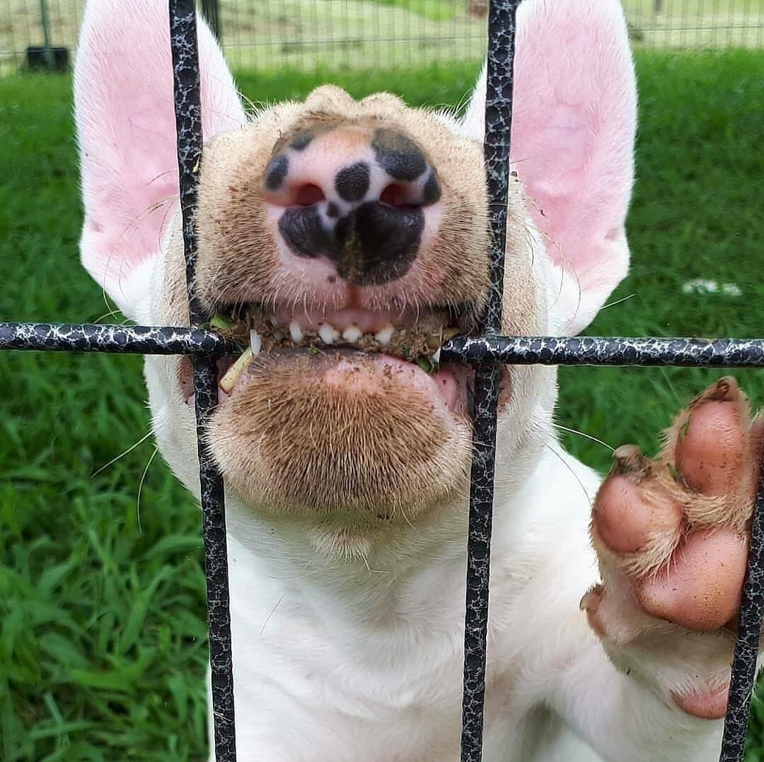 When you are a bull terrier with Dalmatian roots. - Bull terrier, Nose, Dog, Breed, Fighter, Dalmatian, The photo