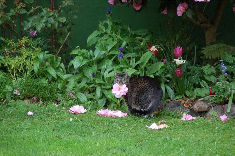 Just fluffy bone - cat, Flowers, Longpost