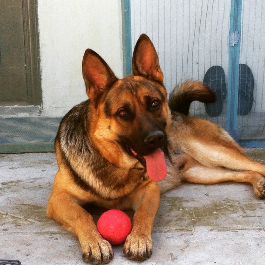 Friend! - My, German Shepherd, Family member, Dog