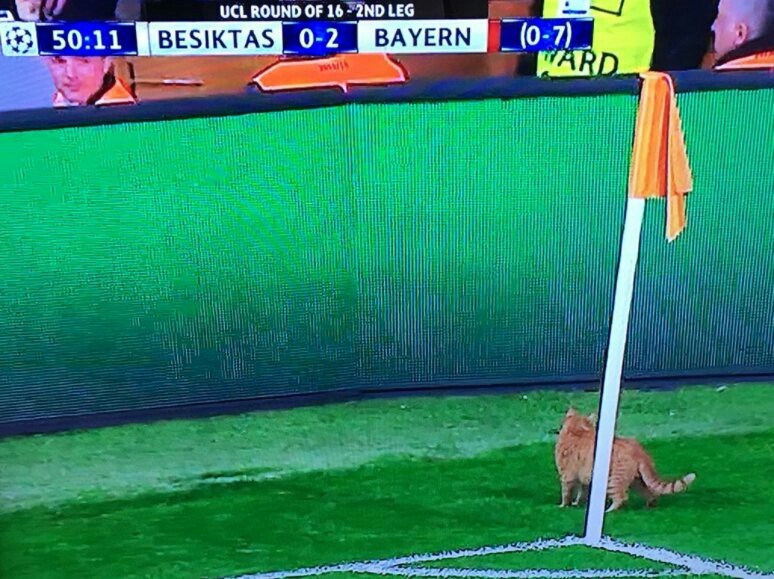 Went out to defuse the situation - Football, Field, cat, Bavaria, BeЕџiktaЕџ