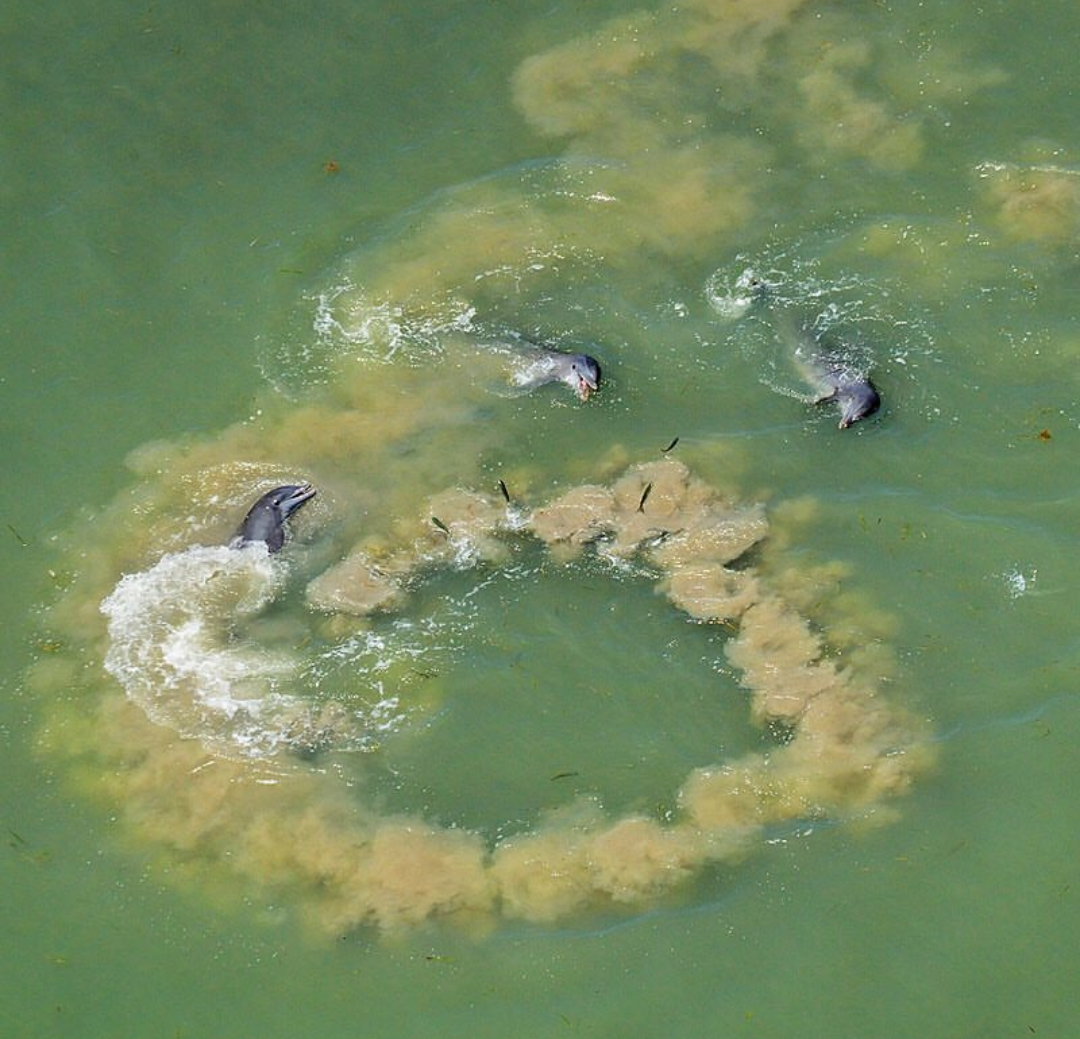 Dolphins muddy the water - Dolphin, Water, The photo