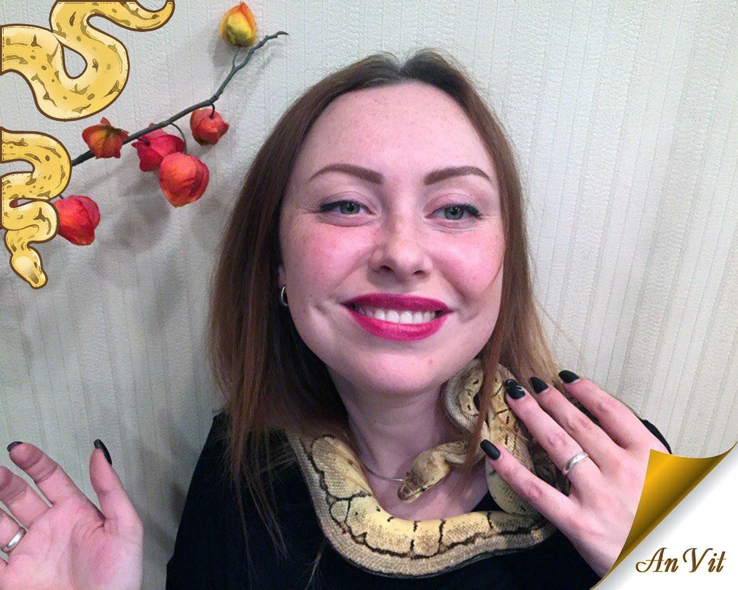 Pshh, hello everyone! - My, Story, Royal python, Pithon regius, Anvit, Longpost