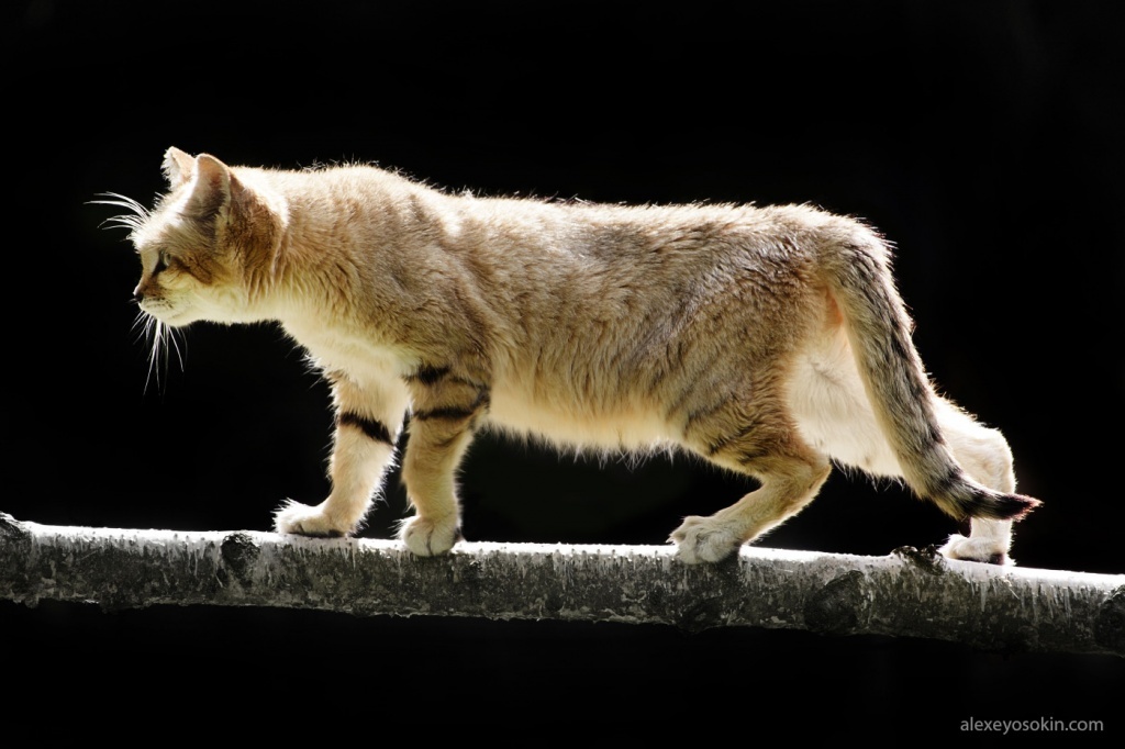 Sand cat - desert survival specialist - Nature, cat, Animals, Longpost