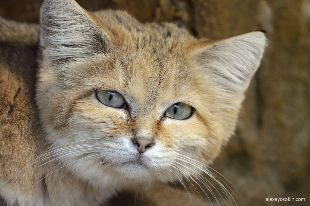 Sand cat - desert survival specialist - Nature, cat, Animals, Longpost