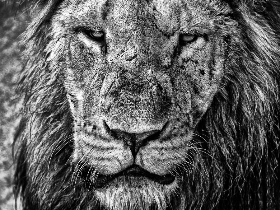 animal portraits - My, Portrait, Black and white photo, Monkey, Camels, Seal, a lion, Longpost